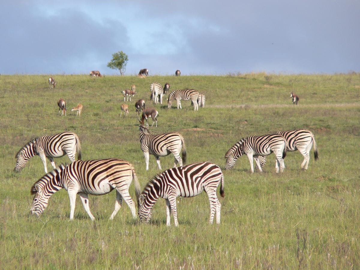 Lalibela Game Reserve Mark'S Camp Grahamstown Eksteriør bilde