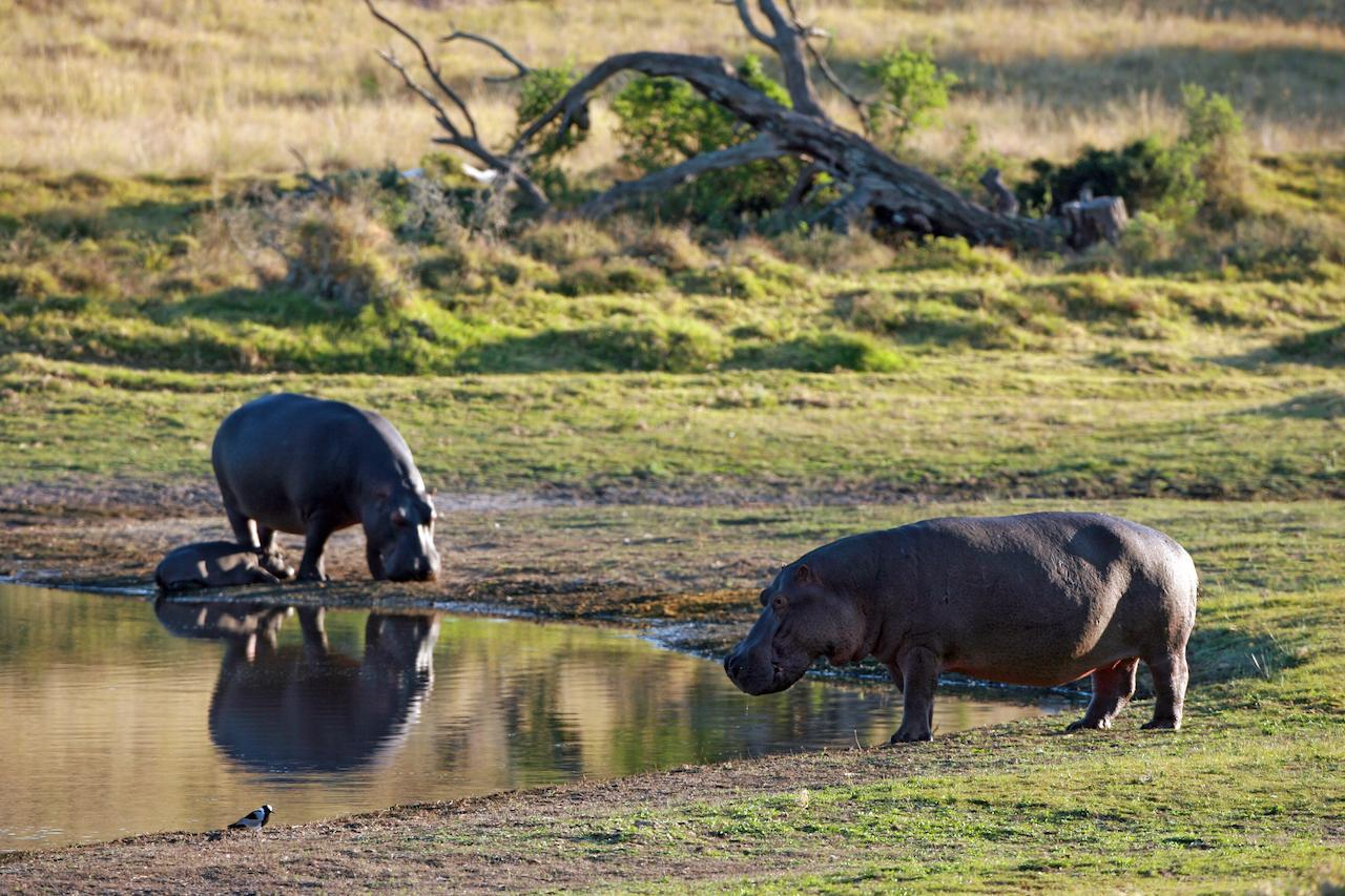 Lalibela Game Reserve Mark'S Camp Grahamstown Eksteriør bilde