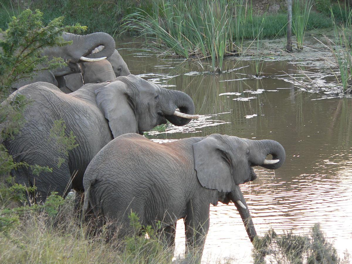 Lalibela Game Reserve Mark'S Camp Grahamstown Eksteriør bilde