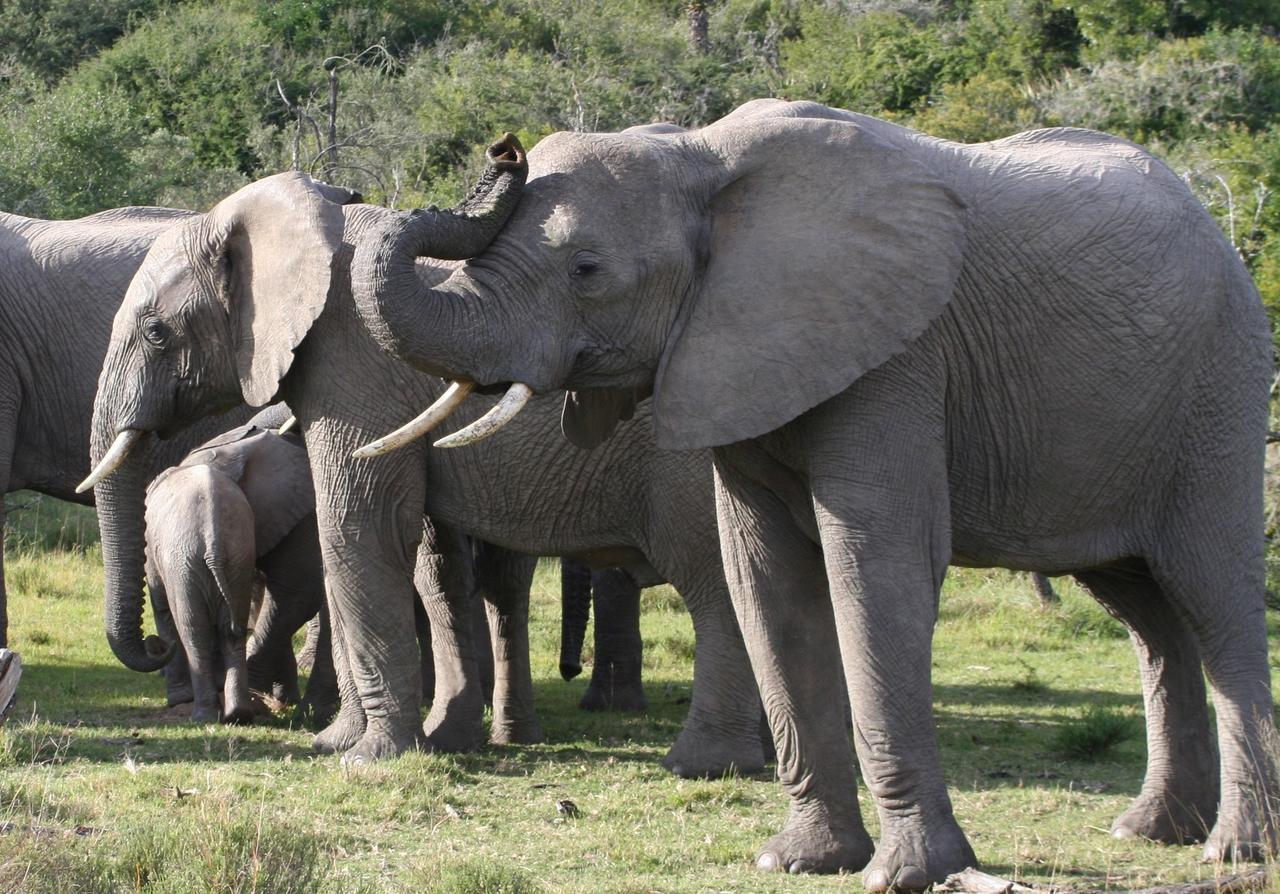 Lalibela Game Reserve Mark'S Camp Grahamstown Eksteriør bilde