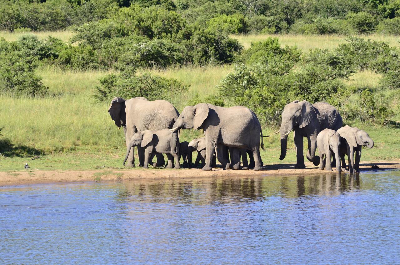 Lalibela Game Reserve Mark'S Camp Grahamstown Eksteriør bilde