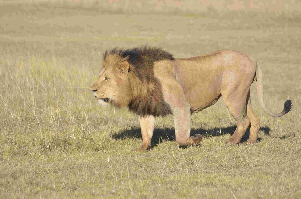 Lalibela Game Reserve Mark'S Camp Grahamstown Eksteriør bilde