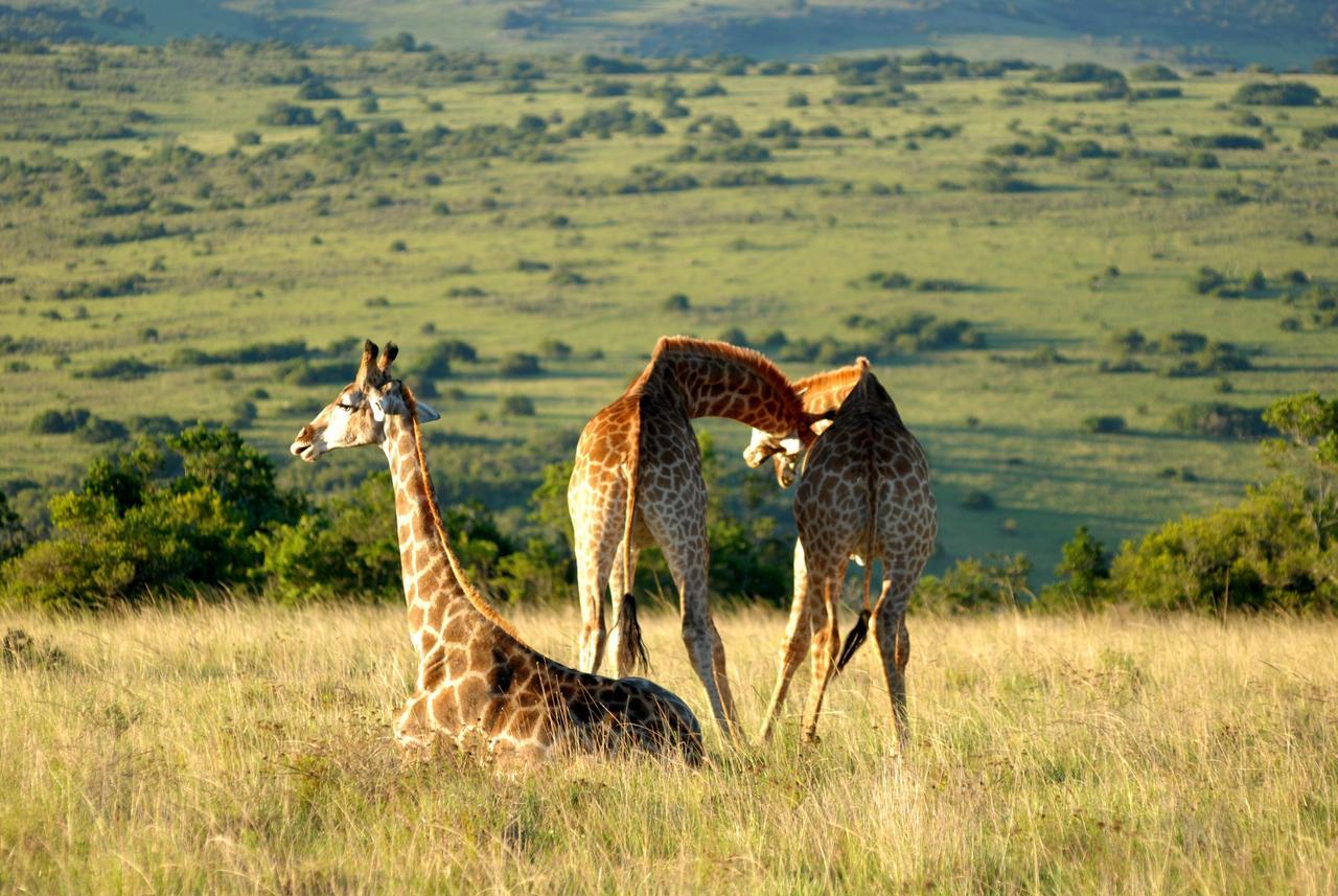 Lalibela Game Reserve Mark'S Camp Grahamstown Eksteriør bilde