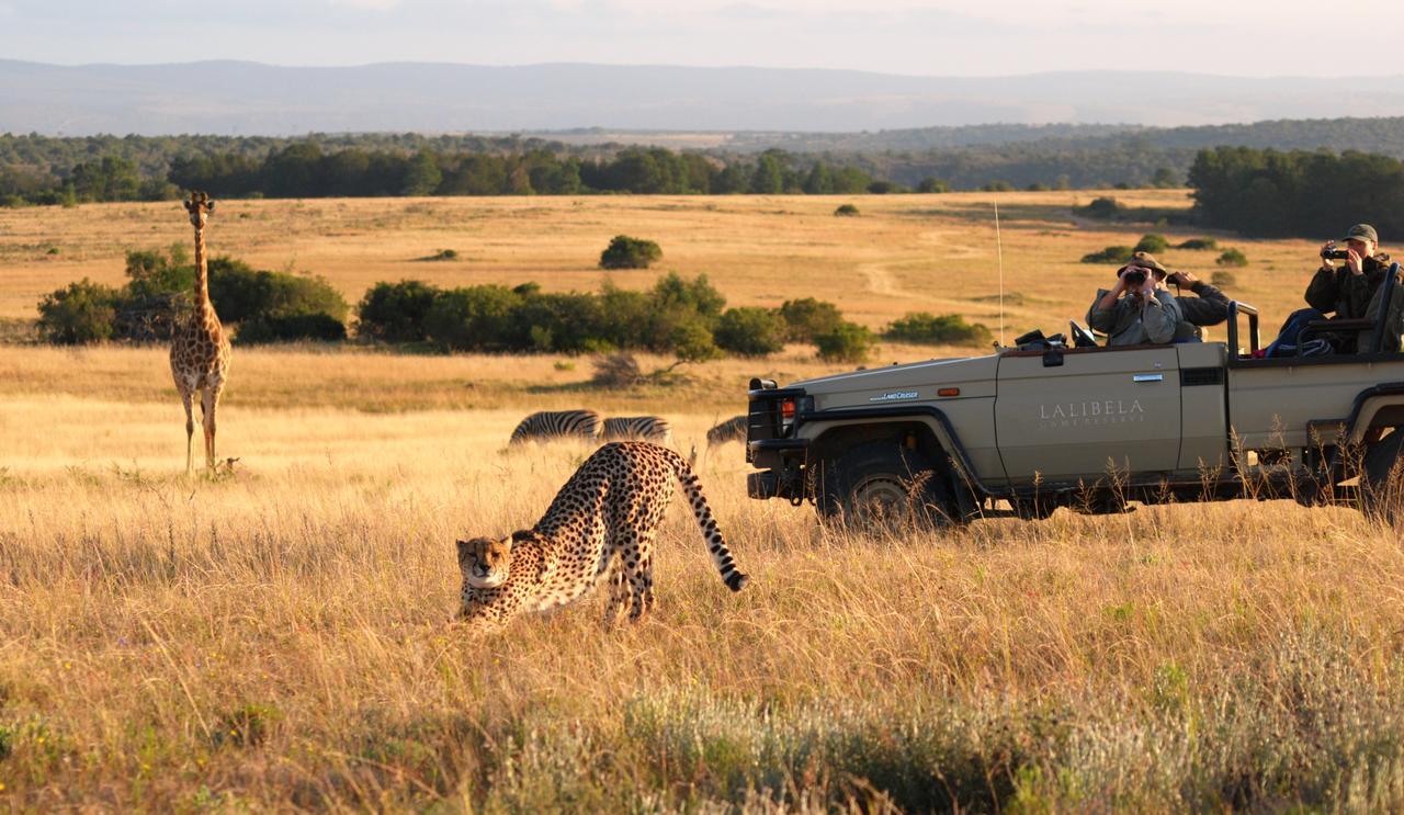 Lalibela Game Reserve Mark'S Camp Grahamstown Eksteriør bilde