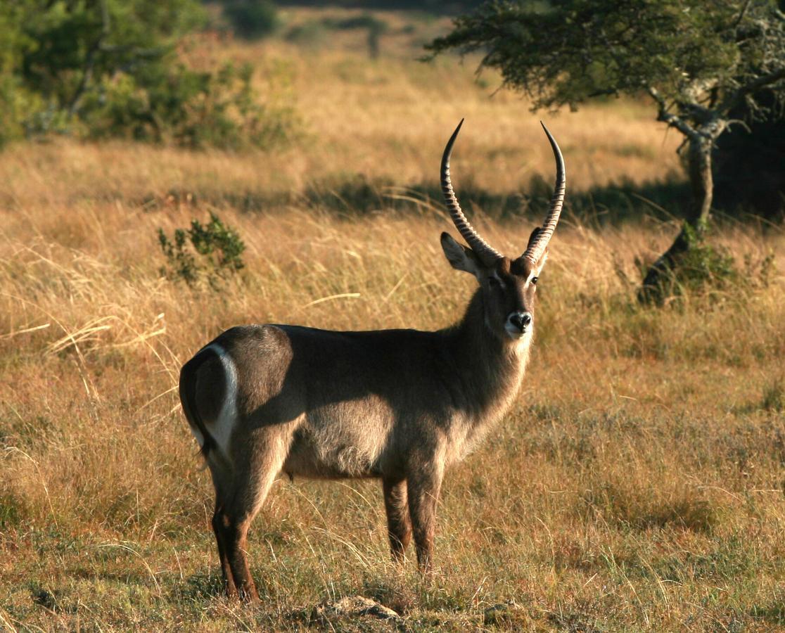Lalibela Game Reserve Mark'S Camp Grahamstown Eksteriør bilde